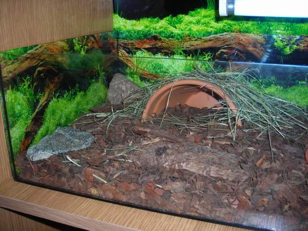 Terrarium żółwia stepowego Stefana - kryjówka